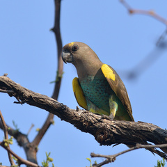 Poicephalus meyeri transvaalensis