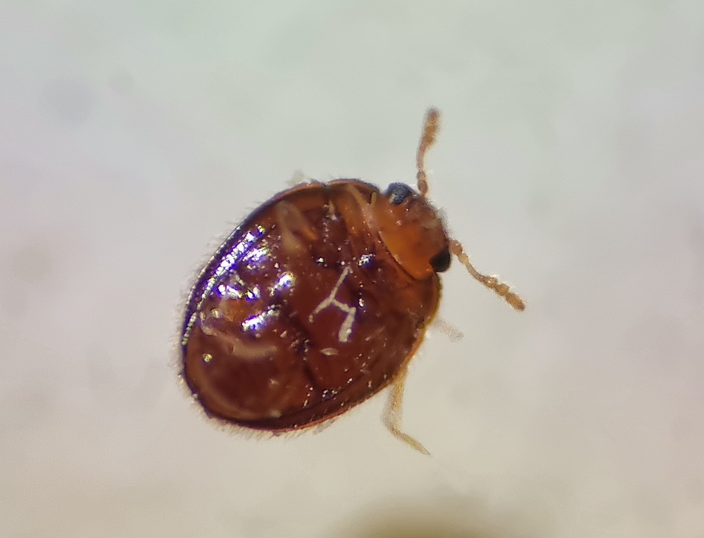 Mychothenus
