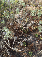 Armeria maritima californica