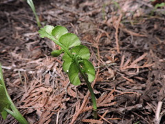 Botrychium crenulatum