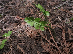 Botrychium crenulatum
