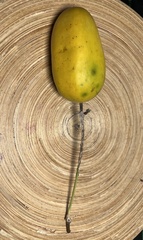 Passiflora harlingii