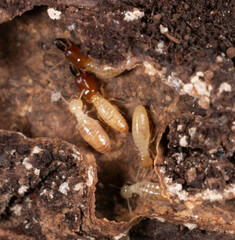 Microcerotermes
