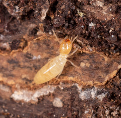 Microcerotermes