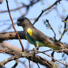 Poicephalus meyeri