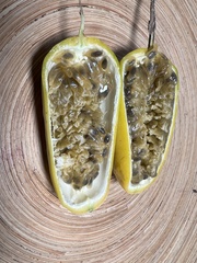 Passiflora harlingii