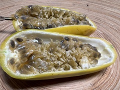 Passiflora harlingii