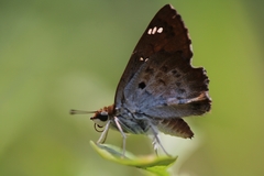 Caprona ransonnettii