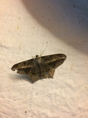 Chiasmia simplicilinea