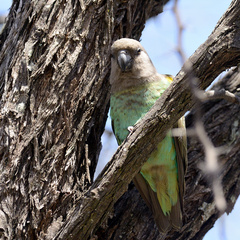 Poicephalus meyeri