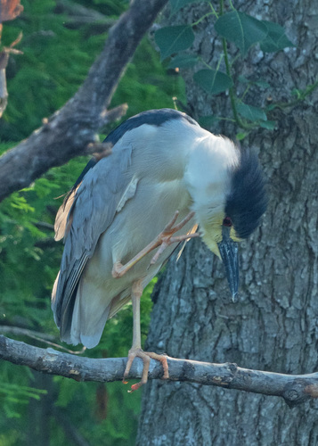 Black-crowned Night Heron photographed in South Carolina