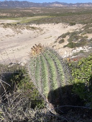 Ferocactus townsendianus