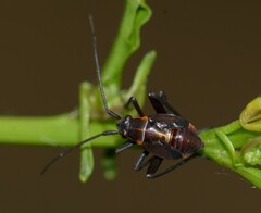 Calocoris nemoralis