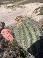Ferocactus townsendianus