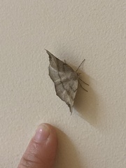 Syncirsodes primata
