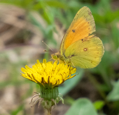 Colias lesbia