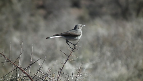 Emarginata schlegelii