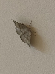Syncirsodes primata