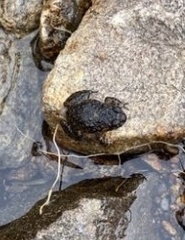 Cycloramphus bandeirensis