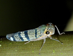 Amblyscarta