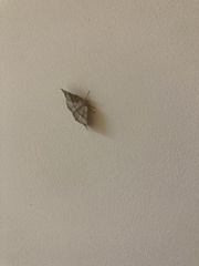 Syncirsodes primata