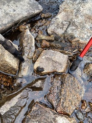 Cycloramphus bandeirensis