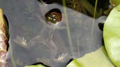 Euphlyctis hexadactyla