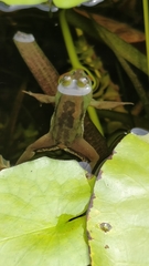 Euphlyctis hexadactyla