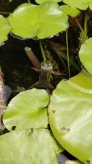 Euphlyctis hexadactyla