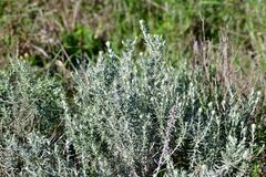 Helichrysum italicum
