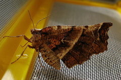 Selenia dentaria