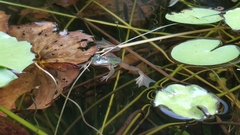 Euphlyctis hexadactyla