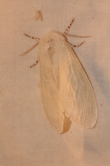 Leucoma salicis