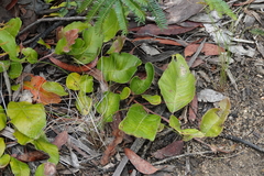 Grevillea laurifolia