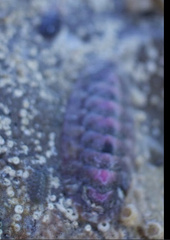 Chitonoidea