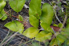 Grevillea laurifolia