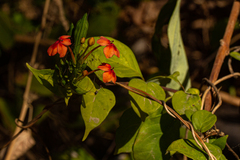Ruspolia hypocrateriformis