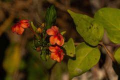 Ruspolia hypocrateriformis
