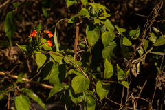 Ruspolia hypocrateriformis