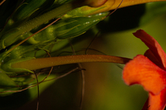 Ruspolia hypocrateriformis