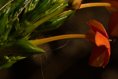 Ruspolia hypocrateriformis