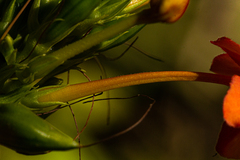 Ruspolia hypocrateriformis