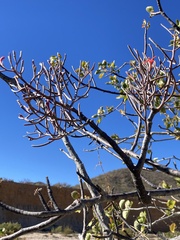 Psittacanthus sonorae