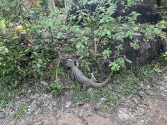 Varanus bengalensis