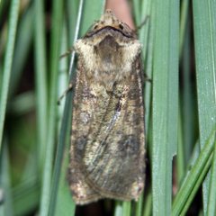 Agrotis clavis