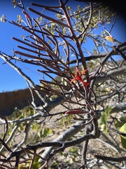 Psittacanthus sonorae