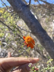 Adenophyllum speciosum