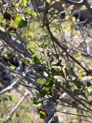 Adenophyllum speciosum