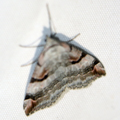 Aplocera praeformata