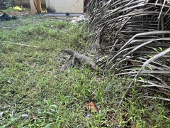 Varanus bengalensis